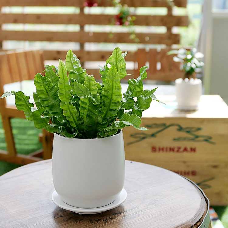 アスプレニウム・エメラルドウェーブ　陶器鉢植え・Sサイズ（マットシリーズ/ボール）