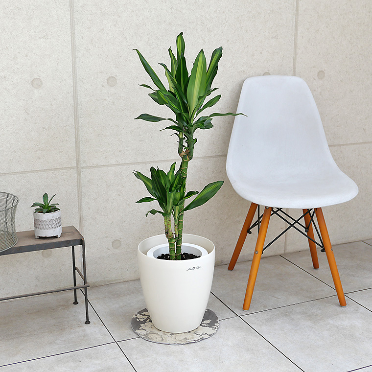 ドラセナ・ジュレ　7号鉢