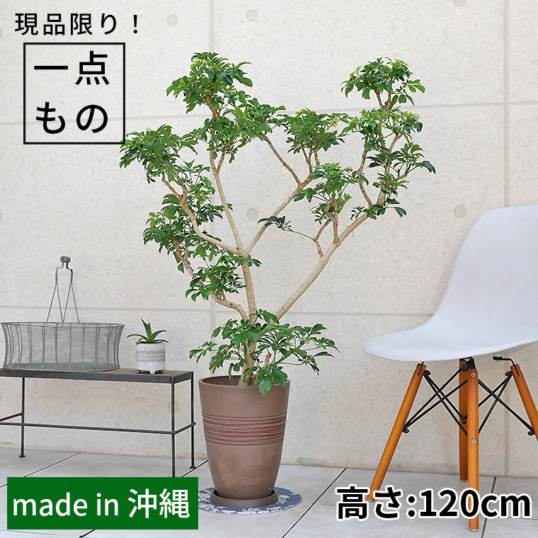 シェフレラ・レナータ（金魚葉ホンコン）-004　樹脂製鉢植え（11VH25）