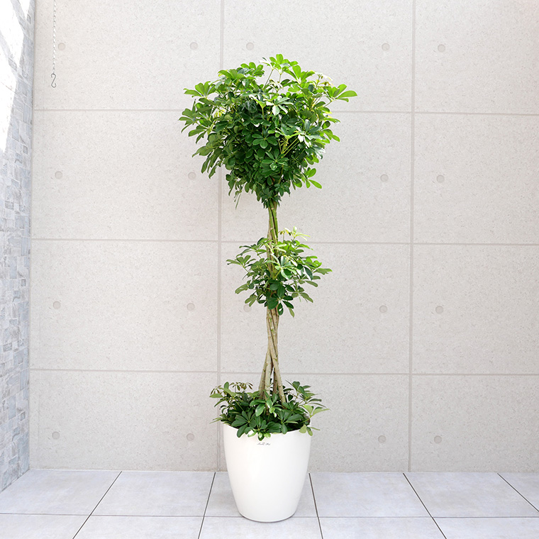 ホンコン・スタンド仕立て　10号鉢