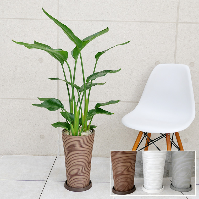 オーガスタ 樹脂製鉢植え 12ah22 観葉植物と植木鉢の専門店cocolate