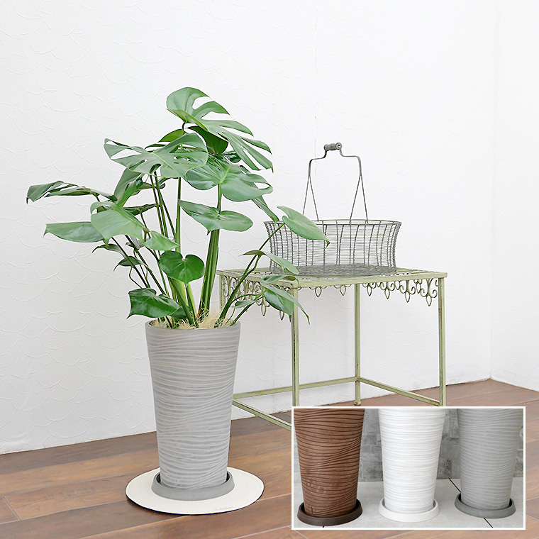 モンステラ 樹脂製鉢植え(12AH22) 観葉植物と植木鉢の専門店 モンステラ 樹脂製鉢植え(12AH22) 観葉植物と植木鉢の専門店