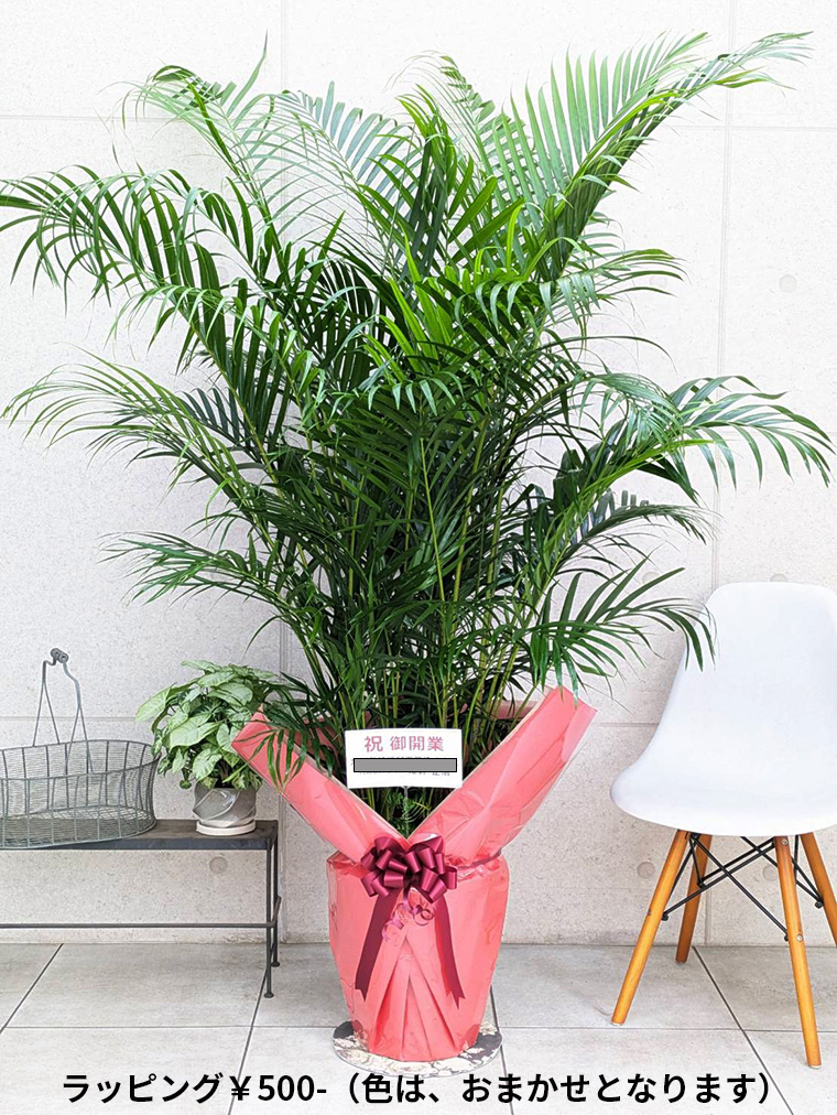 スーパーアレカヤシ 10号鉢 観葉植物と植木鉢の専門店cocolate