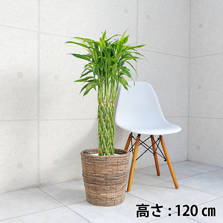 ミリオンバンブー　8号鉢