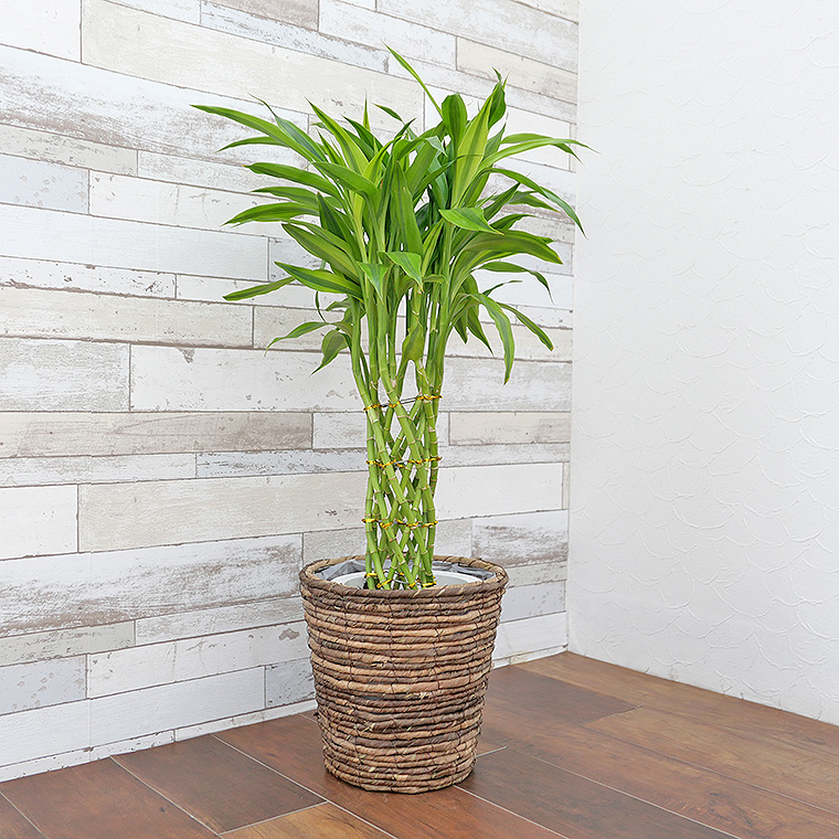 ミリオンバンブー　7号鉢