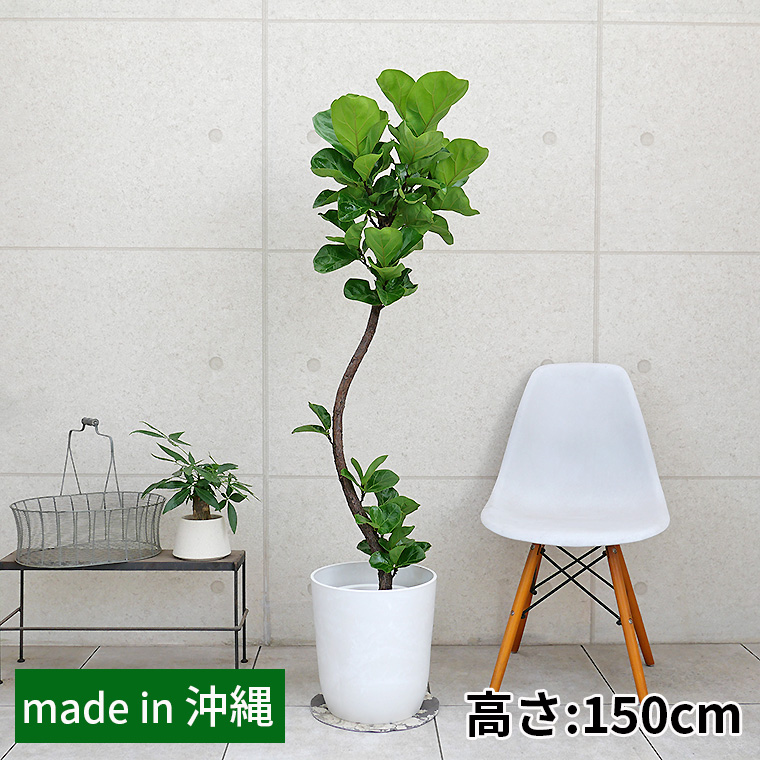 カシワバゴム・バンビーノ（フィカス・リラータ）　８号鉢