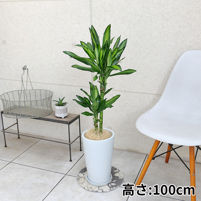 ドラセナ・ジュレ　陶器鉢植え・Mサイズ（ラウンド）