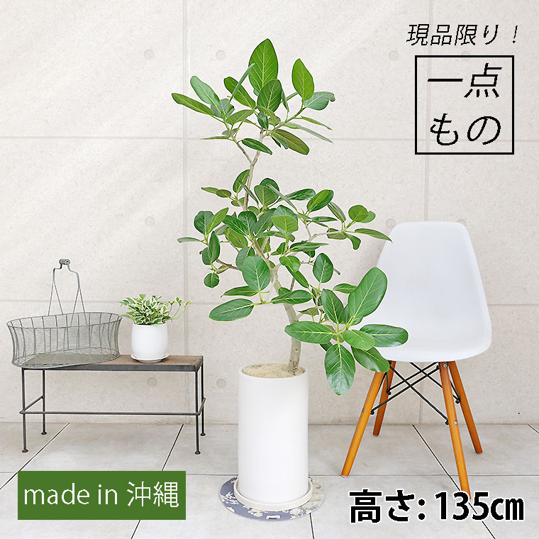 フィカス・ベンガレンシス-084　陶器鉢植え（マットシリーズ/ロングシリンダー）