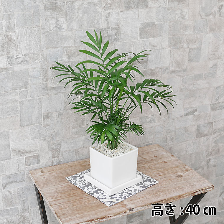 テーブルヤシ　陶器鉢植え・Sサイズ（マットシリーズ/キューブ）