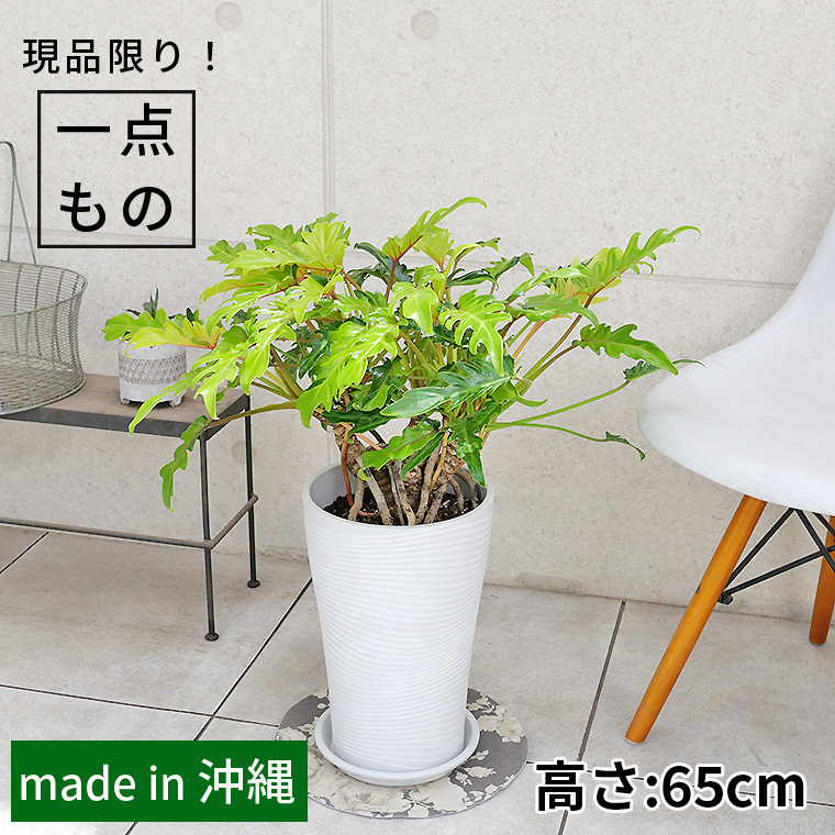 クッカバラ（フィロデンドロン・ザナドゥー）根上がり-008　樹脂製鉢植え（12A22）