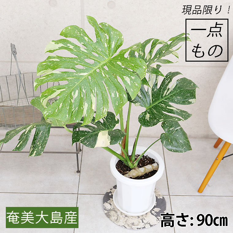 モンステラ斑入り　デリシオーサ実生苗　15鉢セット モンステラ斑入り デリシオーサ実生苗 15鉢セット