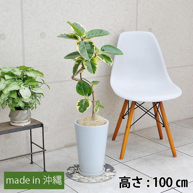 フィカス・アルテシーマ　陶器鉢植え・Mサイズ（ラウンド）