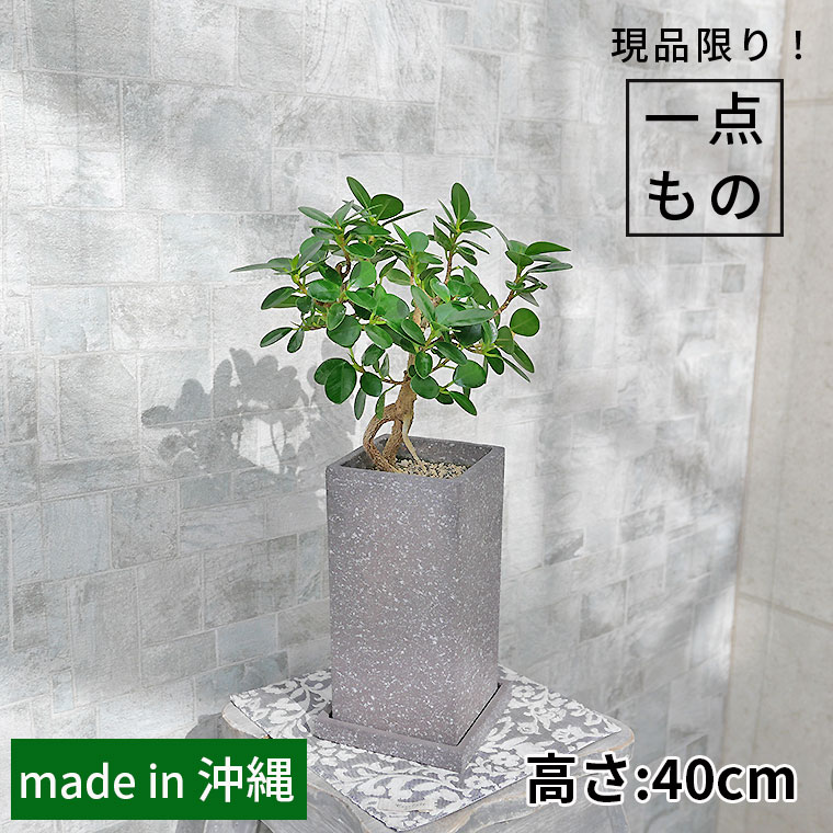 パンダガジュマル（盆栽仕立て）-042　陶器鉢植え 