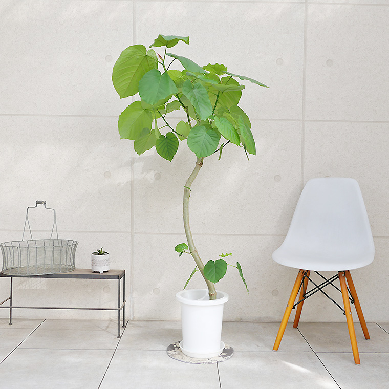 フィカス・ウンベラータ　8号鉢