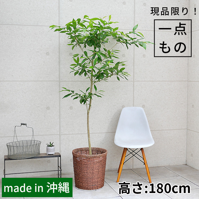 アマゾンオリーブ-017　10号鉢