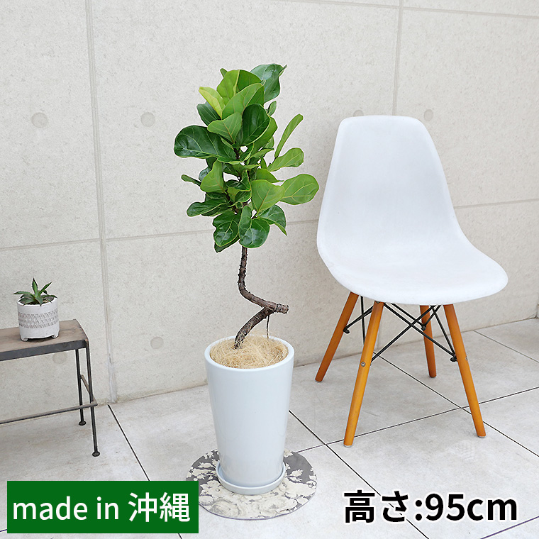 カシワバゴム・バンビーノ　陶器鉢植え・Mサイズ（ラウンド）