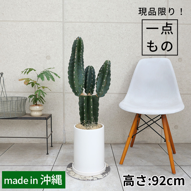ハシラサボテン・ブランチ-006　陶器鉢植え・Ｌサイズ（マットシリーズ/ロングシリンダー）