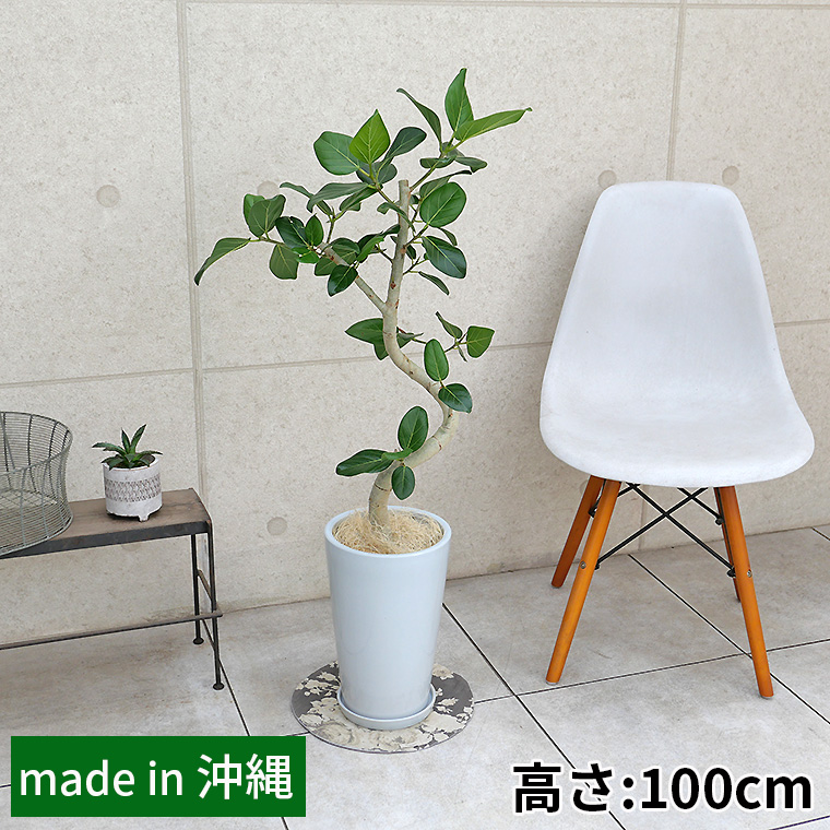フィカス・ベンガレンシス　陶器鉢植え・Mサイズ（ラウンド）