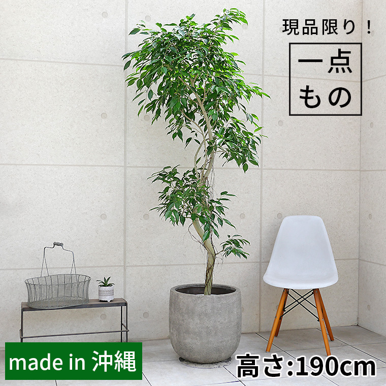 大特価！希少！ベンジャミン　レジナルド　苗　苗木　観葉植物　8号鉢　3株植え 大特価！希少！ベンジャミン レジナルド 苗 苗木 観葉植物 8号鉢