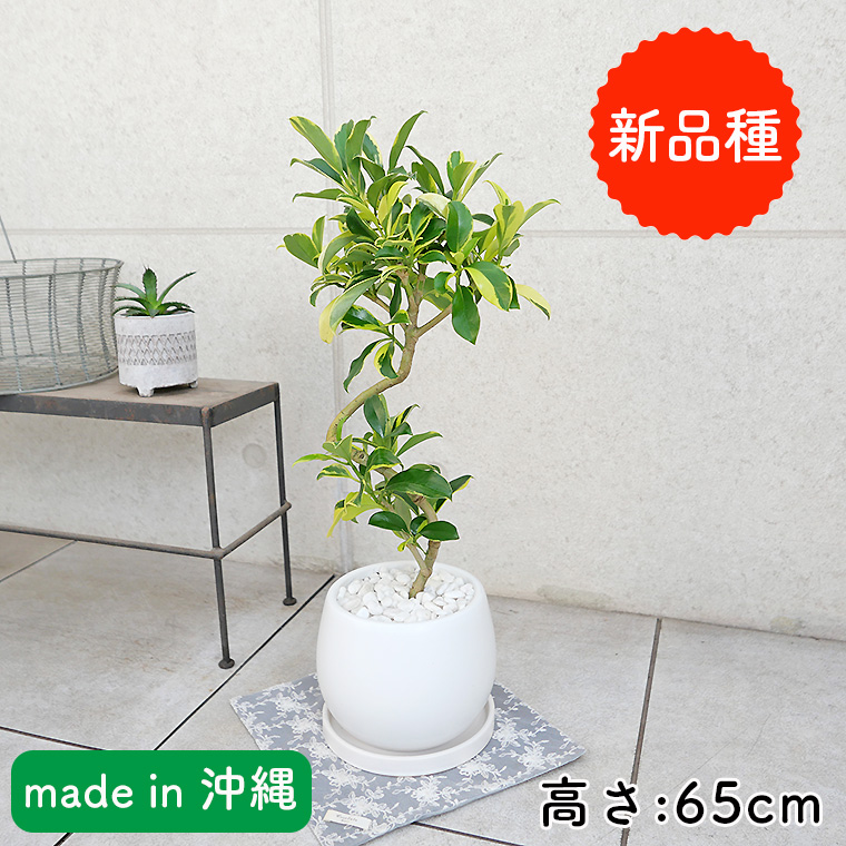 ファグラエア・バリエガータ　陶器鉢植え・Mサイズ（マットシリーズ/ムーン）