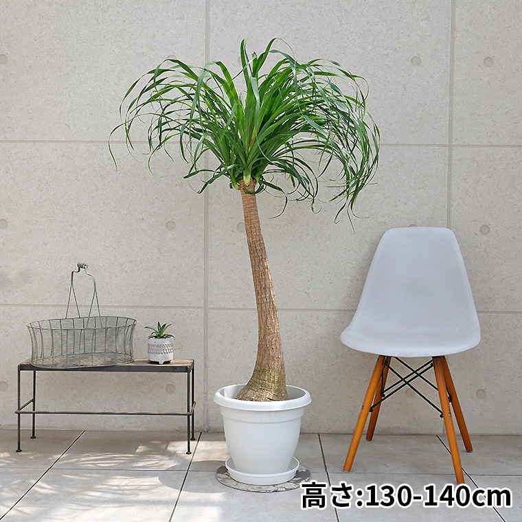 ノリナ・ポニーテール（トックリラン） 10号鉢 観葉植物と植木鉢の専門