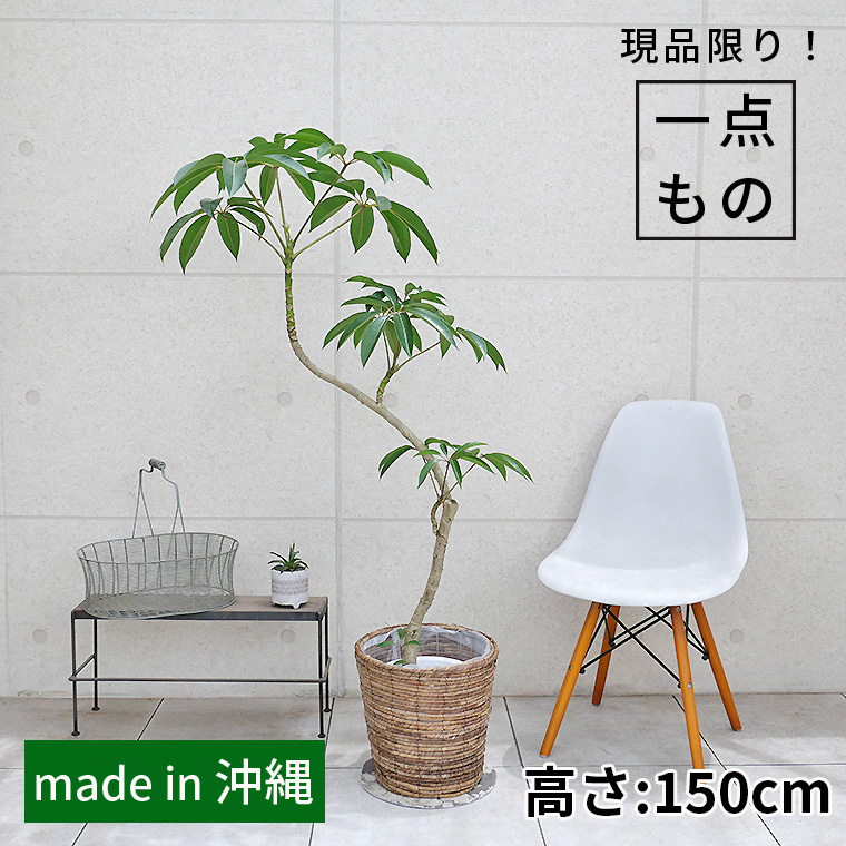 ツピダンサス-029　8号鉢