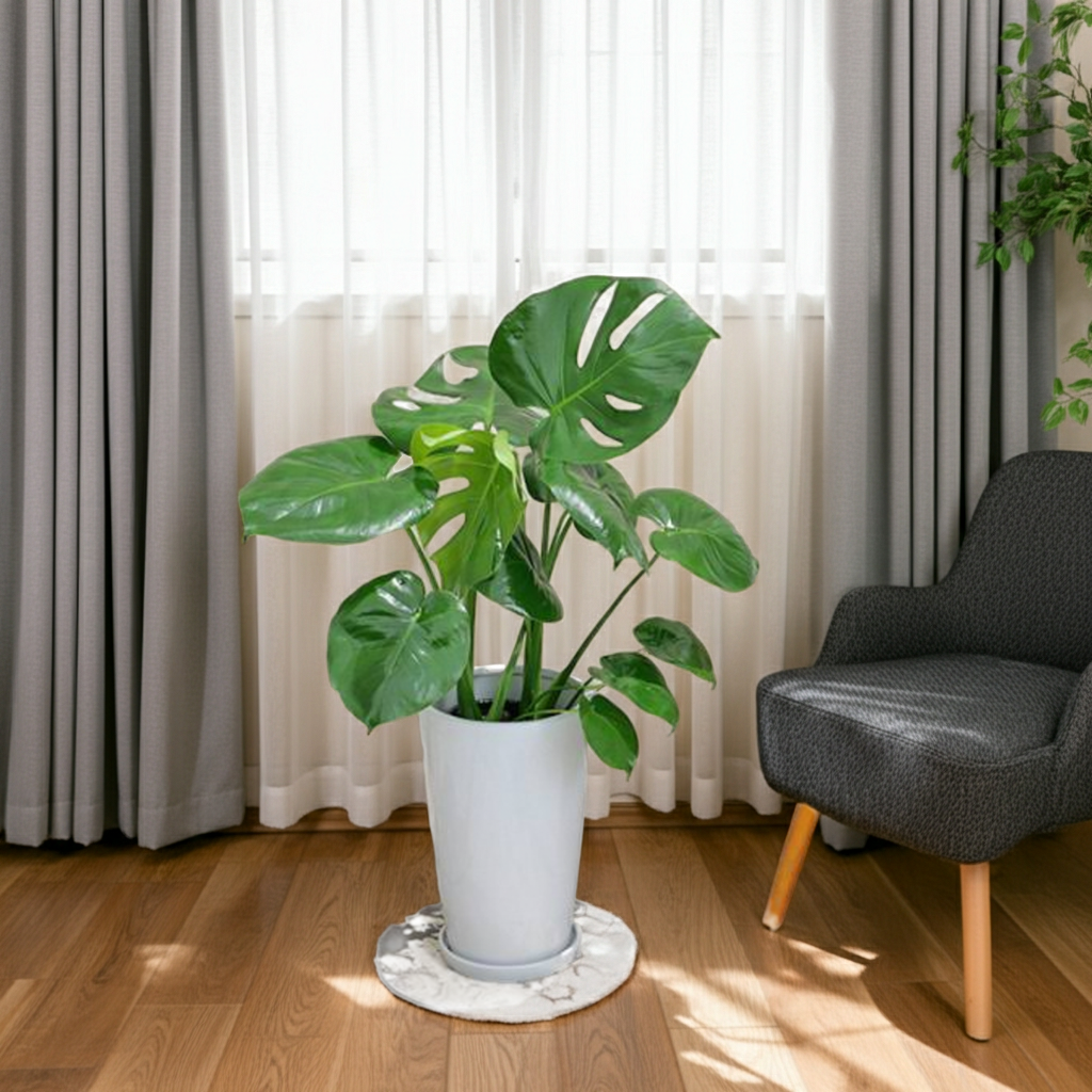 モンステラ　陶器鉢植え・Mサイズ（ラウンド）