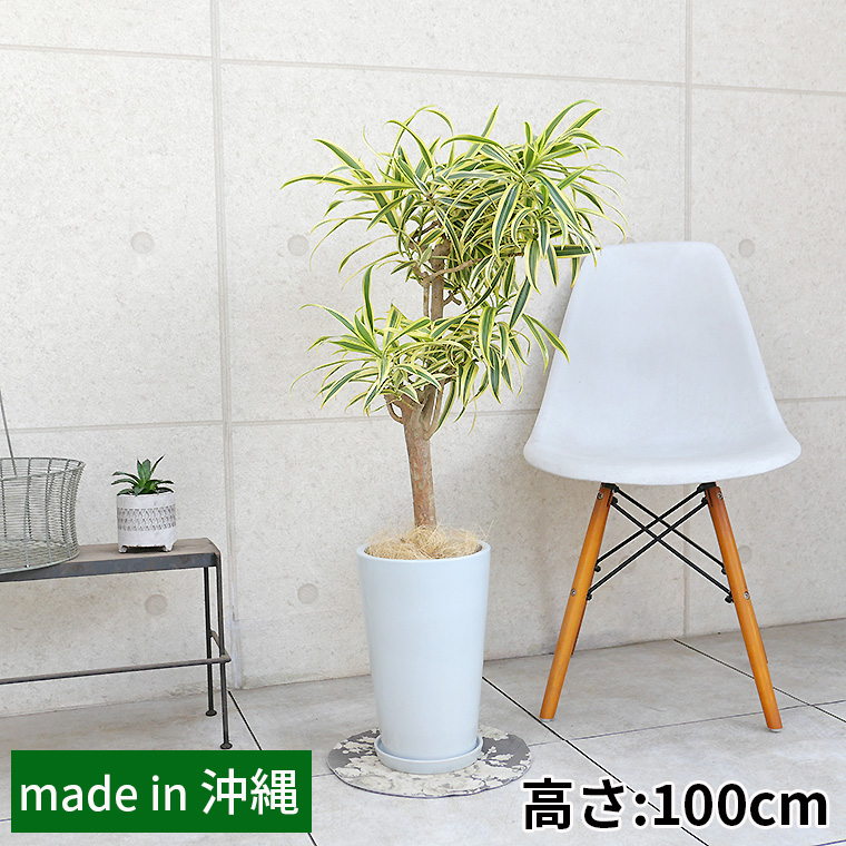 ドラセナ・レフレクサソングオブインディア　陶器鉢植え・Mサイズ（ラウンド）