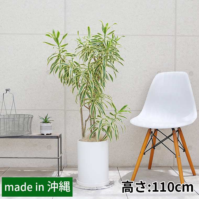 ドラセナ・レフレクサソングオブインディア　陶器鉢植え（マットシリーズ/ロングシリンダー）