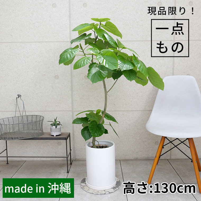 フィカス・ウンベラータ-139　陶器鉢植え（マットシリーズ/ロングシリンダー）