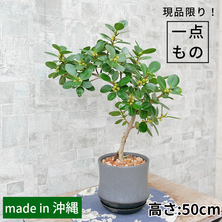 パンダガジュマル-043 陶器鉢植え（スポール・M） 観葉植物と植木鉢の