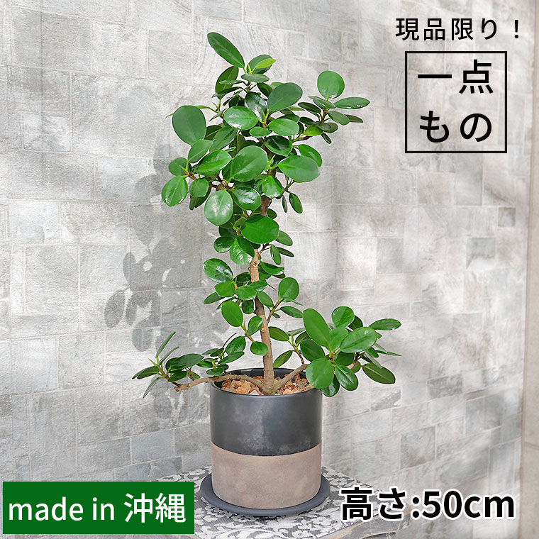 パンダガジュマル-041　陶器鉢植え（NA017）