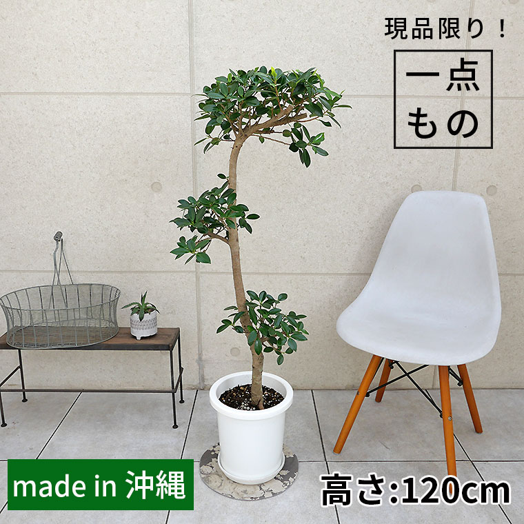 センカクガジュマル-008　8号鉢