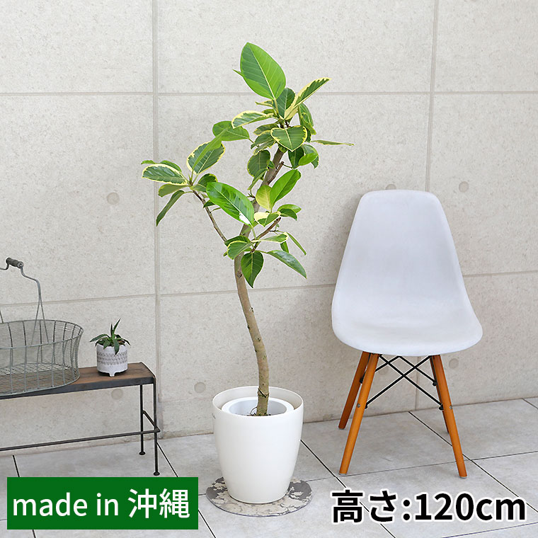 フィカス・アルテシーマ（曲がり）　7号鉢