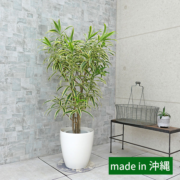 ドラセナ・インディア　7号鉢