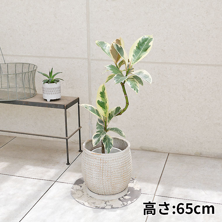 フィカス・ティネケ　陶器鉢カバー付き（マリア/サークル）