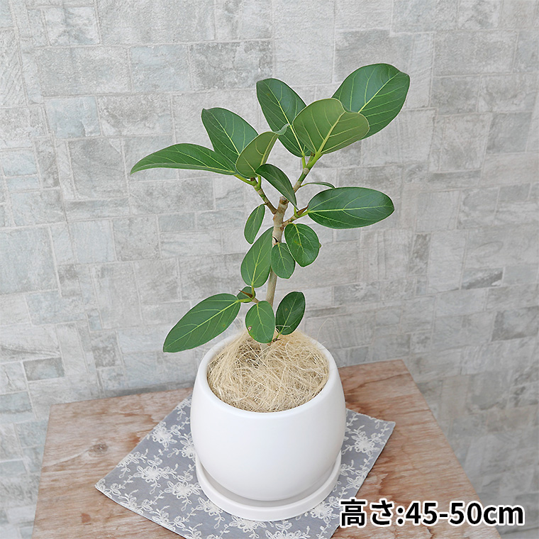 フィカス・ベンガレンシス　陶器鉢カバー付き（マットシリーズ/ムーン）