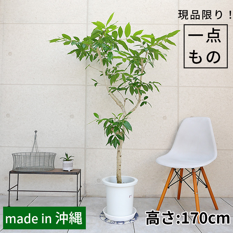 アマゾンオリーブ-022　9号鉢