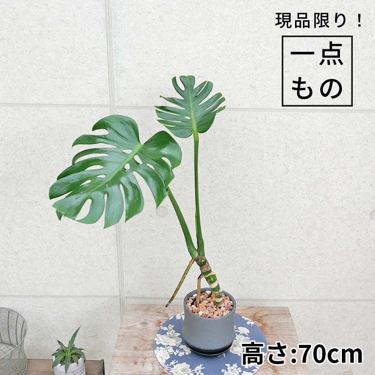 モンステラ・デリシオーサ　幹上がり-020　陶器鉢植え（スポール・M）