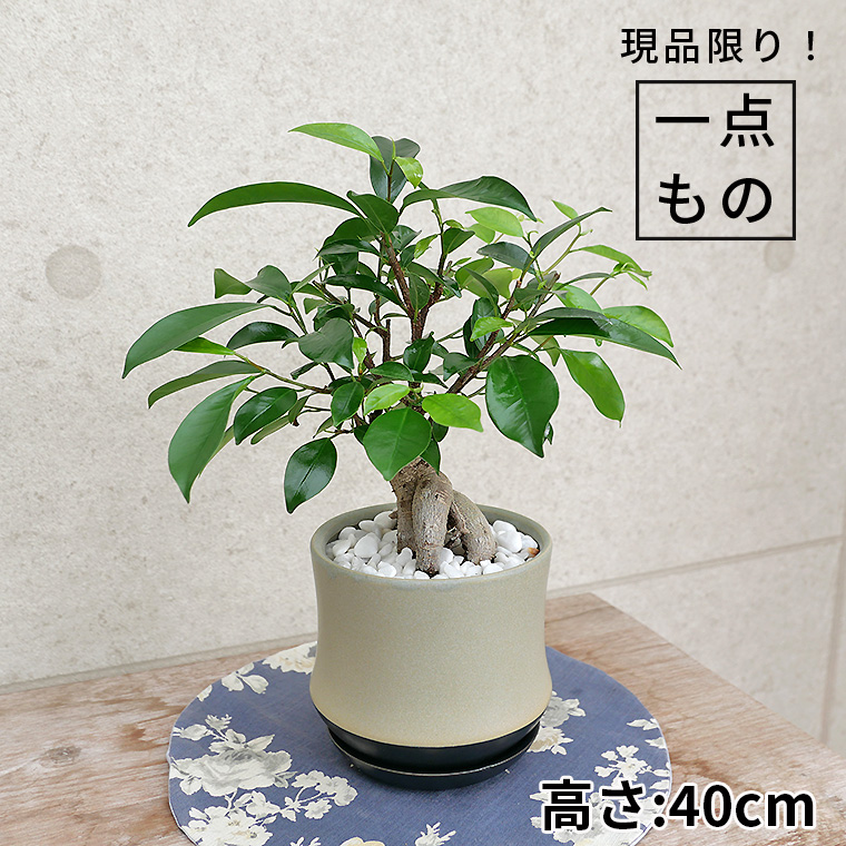 ちょっと大きめの人参ガジュマル-012　陶器鉢植え（スポール・M）