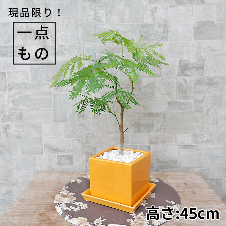 ネムノキ・エバーフレッシュ-049　陶器鉢植え