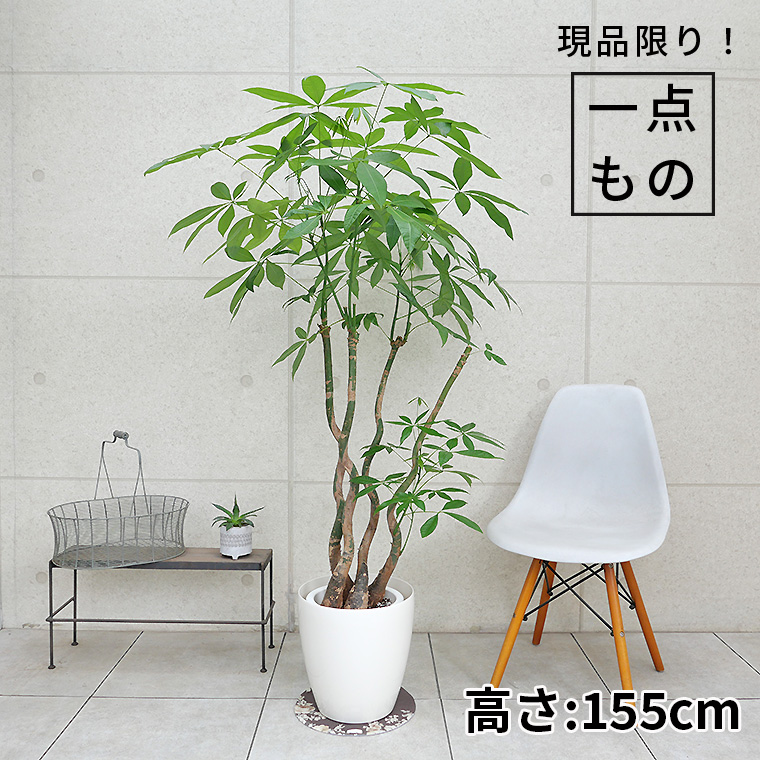 パキラ-024　8号鉢