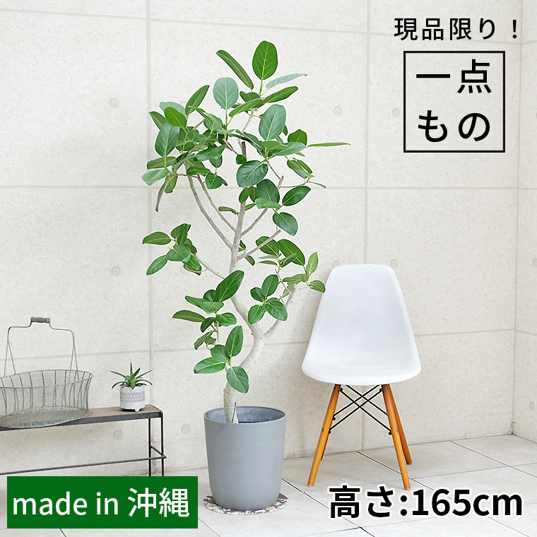 フィカス・ベンガレンシス-135　8号鉢