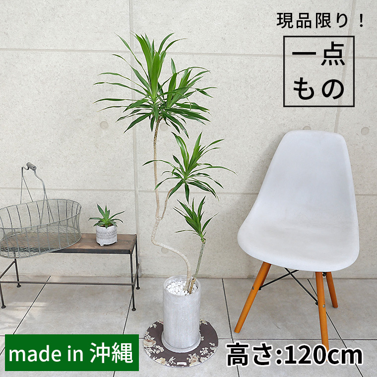 ドラセナ・ナビー-013　陶器鉢植え（ニヨン）