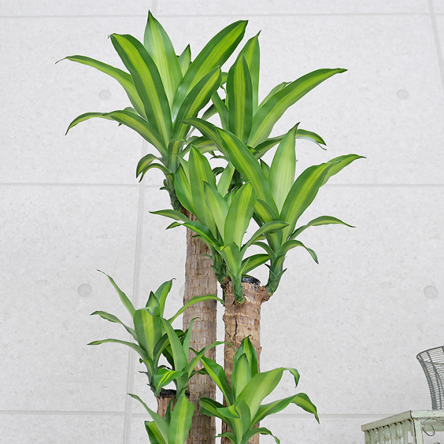 観葉植物 中程度の高さの緑の葉 幸福の木 マッサン ゲアナ ドラセナ・マッサンゲアナ(幸福の木) 8号鉢 観葉植物と植木鉢