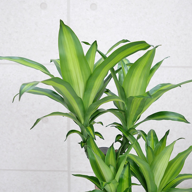 ドラセナ・マッサンゲアナ（幸福の木） 8号鉢 観葉植物と植木鉢