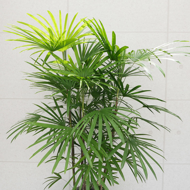 シュロの木 約140センチ 鉢付き 数量限定販売】観葉植物 大型 シュロチク（棕櫚竹）高さ約160cm