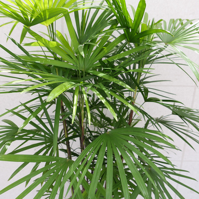 シュロの木　全長約110cm 新品鉢付き シュロチク 10号鉢 観葉植物と植木鉢の専門店cocolate