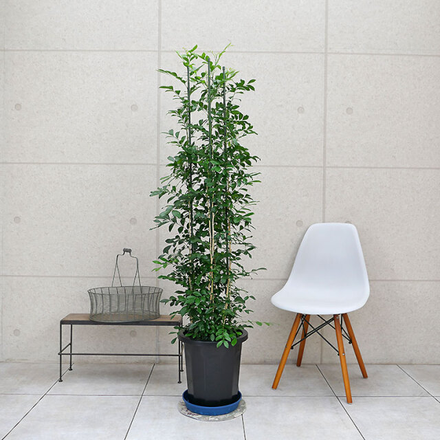 シルクジャスミン 10号鉢 観葉植物と植木鉢の専門店cocolate（ココレート）