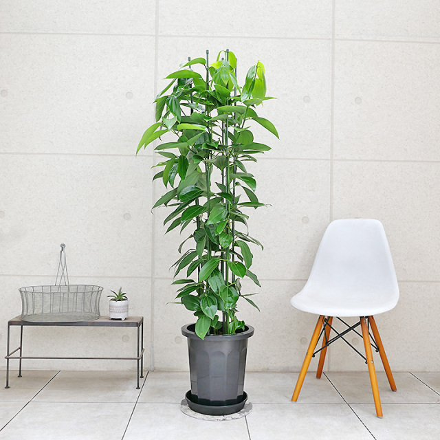 シナモン、セイロン二ッケイ「aecomeです」 シナモン（セイロンニッケイ） 10号鉢 観葉植物と植木鉢の専門店